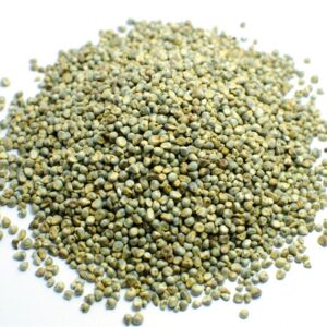 Pearl Millet (Bajra)